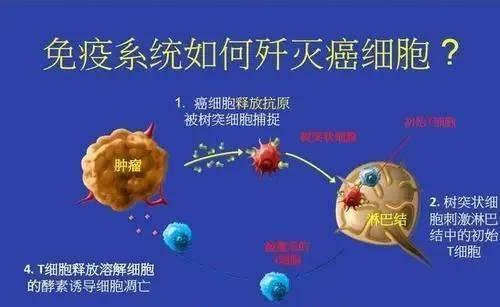 重生细胞：思越木结构的突破