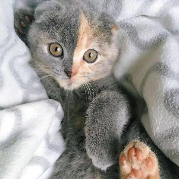 迷人魅力：kitty猫的多样外貌