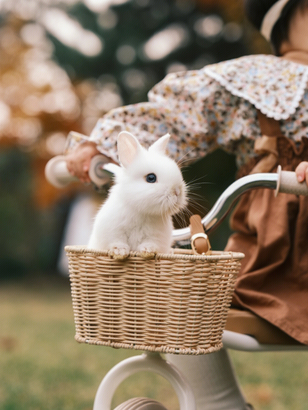 游戏风云兔兔子现状_游戏风云兔兔纸_游戏风云兔兔子照片
