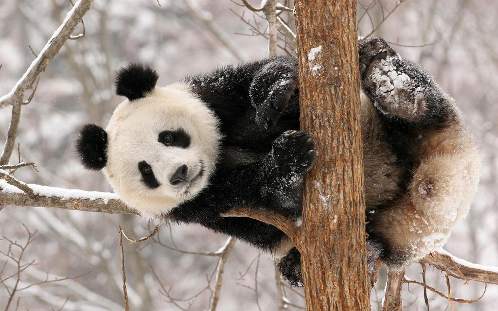 天才小熊猫读心游戏_天才小熊猫游戏长图合集_天才小熊猫游戏段子