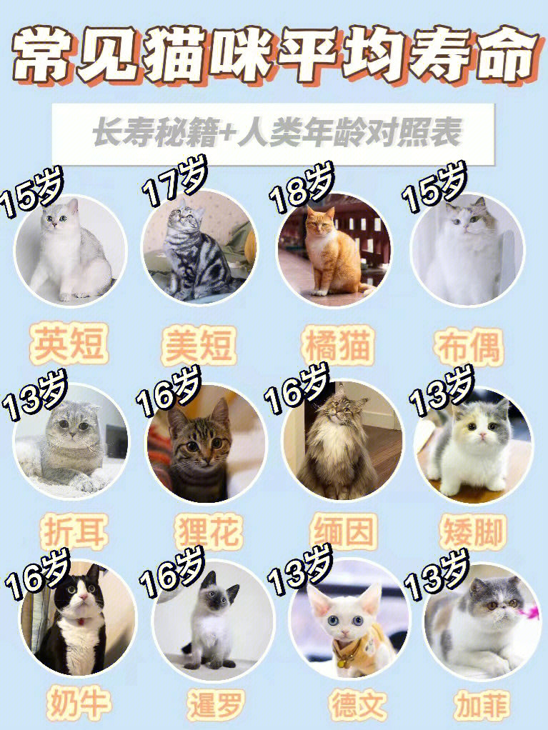 中国猫咪38岁，创世界纪录！