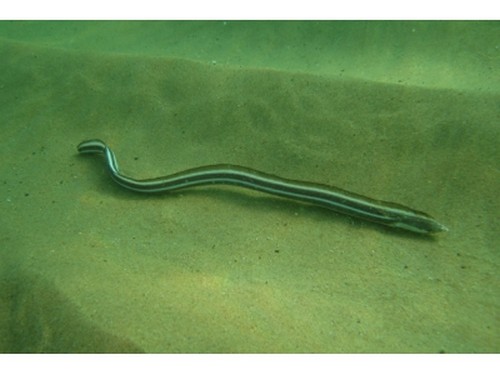 神仙道13区_神仙道瑞星双线_2133神仙道双线26区