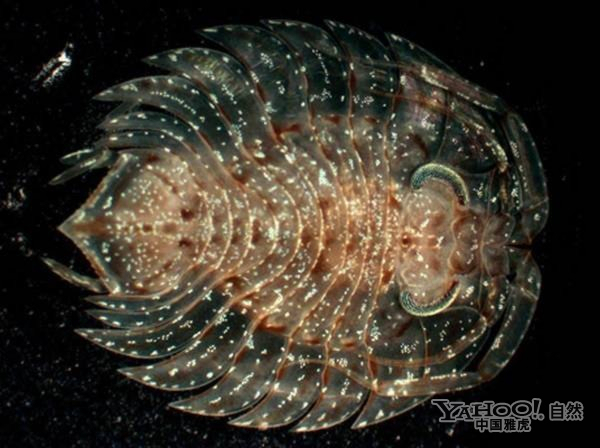 2133神仙道双线26区_神仙道13区_神仙道瑞星双线