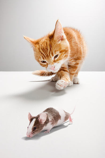 猫鼠大作战_猫鼠大作战下载安装_猫鼠大战安卓游戏