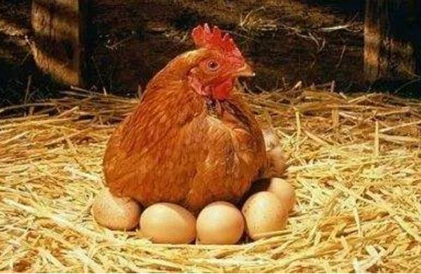 蛋鸡造句，简单有深意
