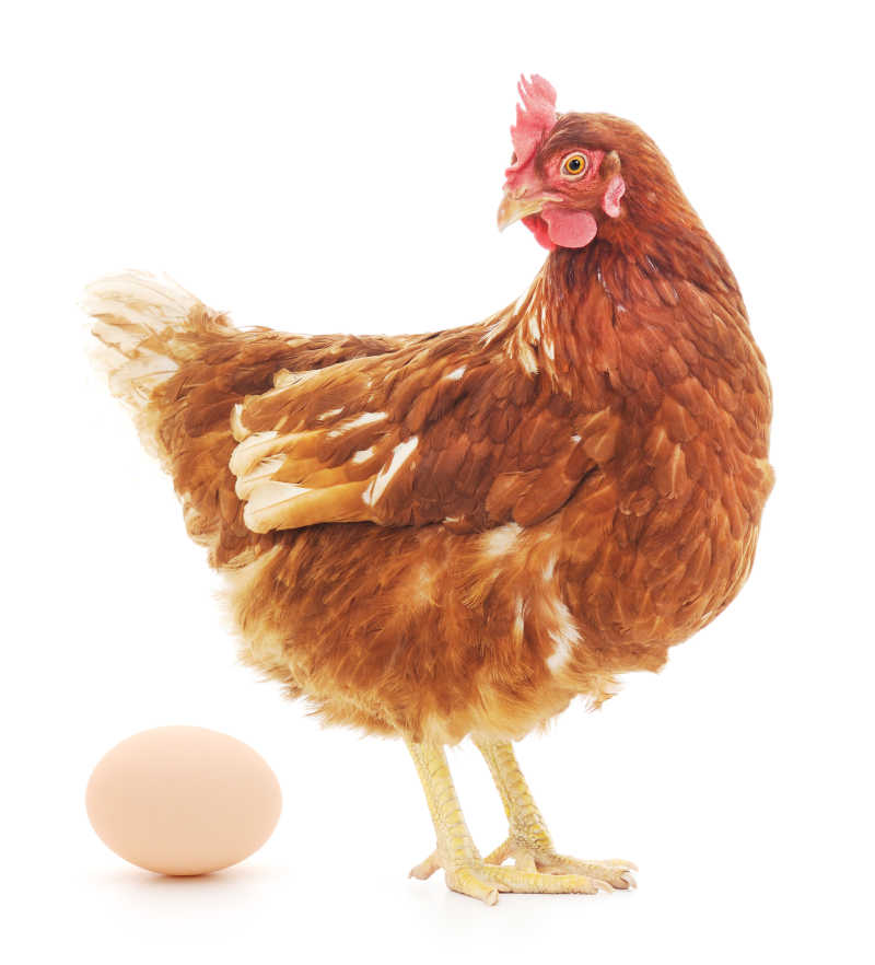 用鸡蛋造句子_用鸡蛋造句怎么说_鸡蛋蛋鸡造句