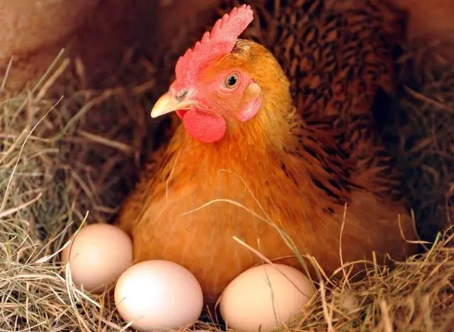 用鸡蛋造句怎么说_鸡蛋蛋鸡造句_用鸡蛋造句子