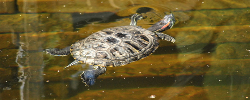 乌龟性成熟时间是多少_乌龟的生活和饮食_小乌龟的生活习性