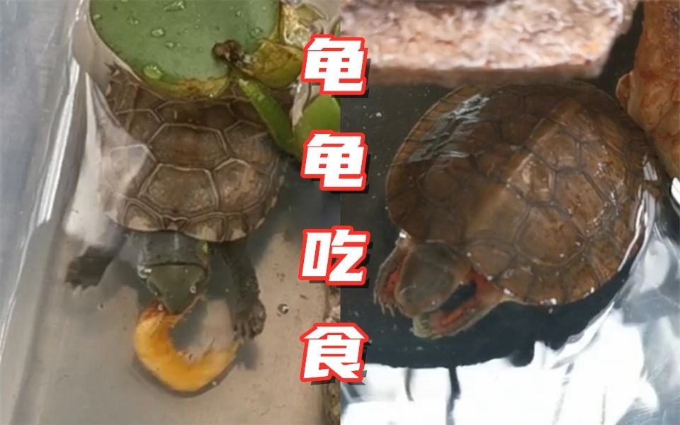 乌龟性成熟时间是多少_小乌龟的生活习性_乌龟的生活和饮食
