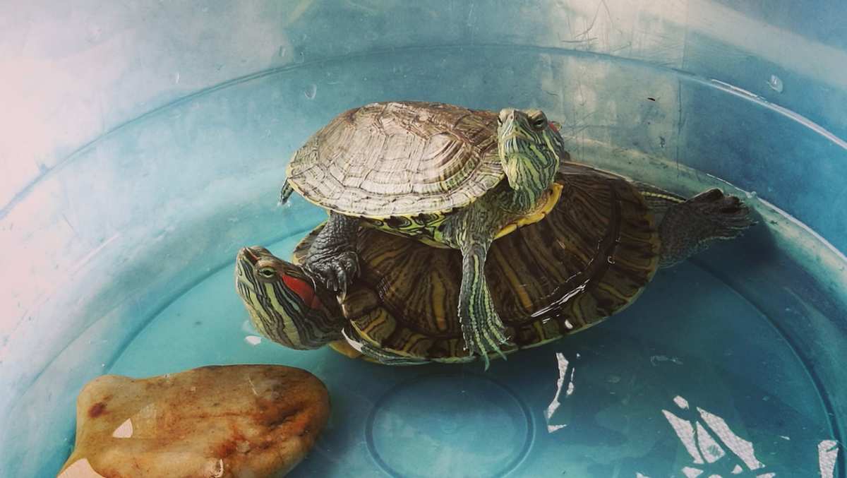 小乌龟的生活习性_乌龟性成熟时间是多少_乌龟的生活和饮食