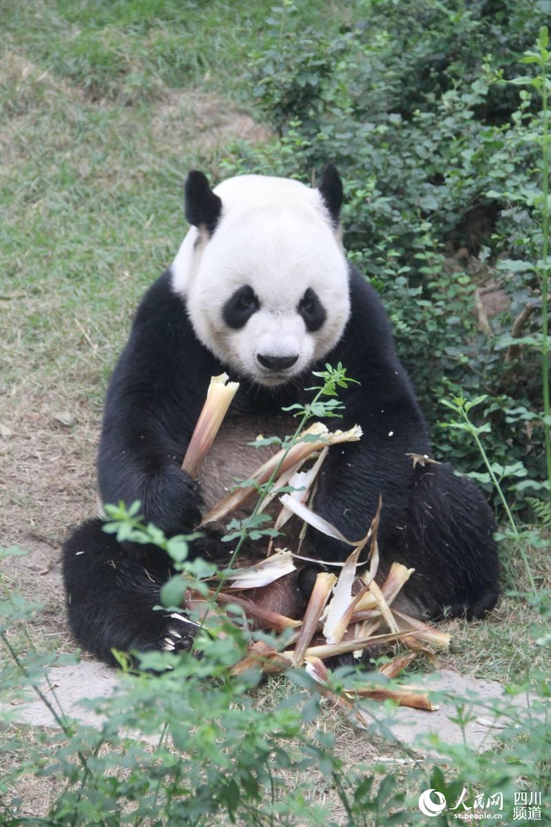 熊猫玩竹子_熊猫吃竹子的手机游戏_熊猫吃竹子的游戏