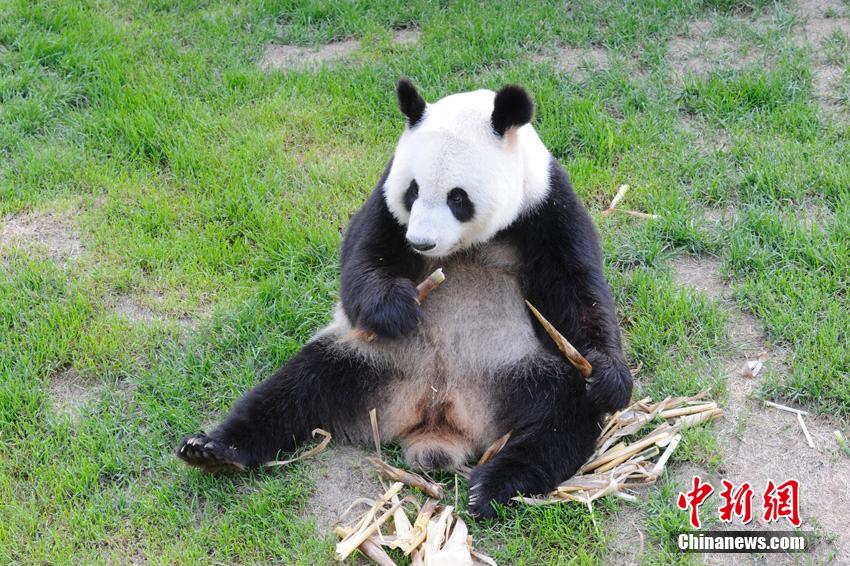 熊猫玩竹子_熊猫吃竹子的游戏_熊猫吃竹子的手机游戏