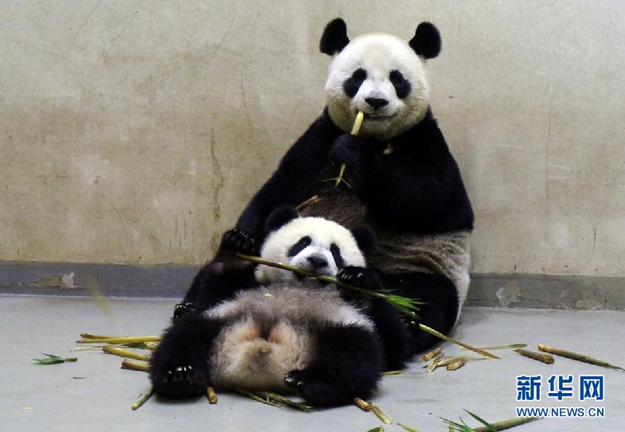 熊猫吃竹子的手机游戏_熊猫玩竹子_熊猫吃竹子的游戏