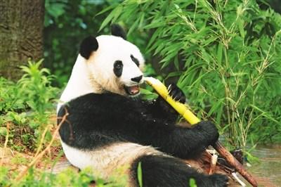 熊猫吃竹子的手机游戏_熊猫吃竹子的游戏_熊猫玩竹子