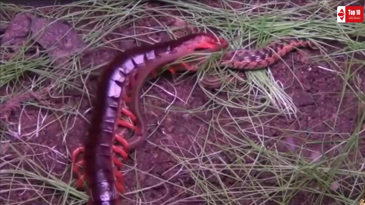 蜈蚣吃毒蛇_世界上最大的蜈蚣吃蛇_巨型蜈蚣吃蛇