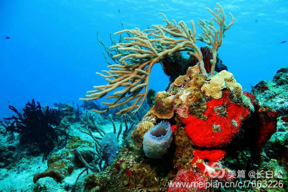 彩斑珊瑚礁：鹦嘴鱼的奇妙世界