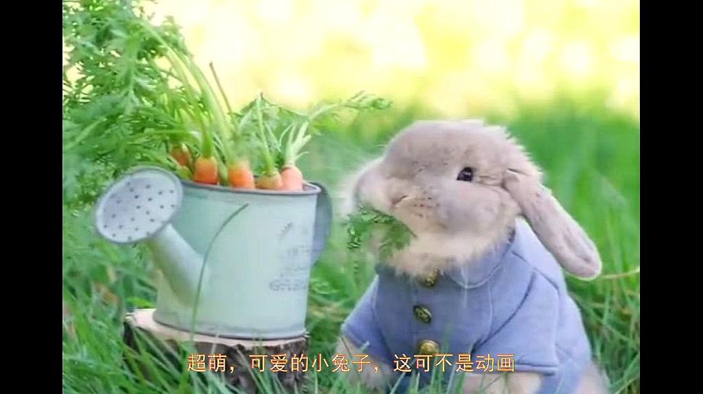 视频兔子舞_兔子视频_视频兔子简笔画