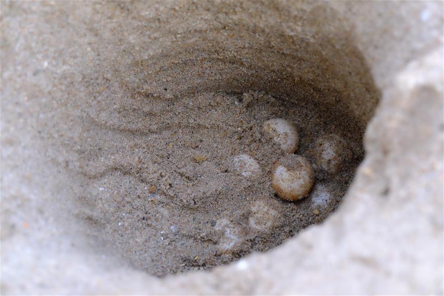 海龟蛋孵化，畅游海洋世界！