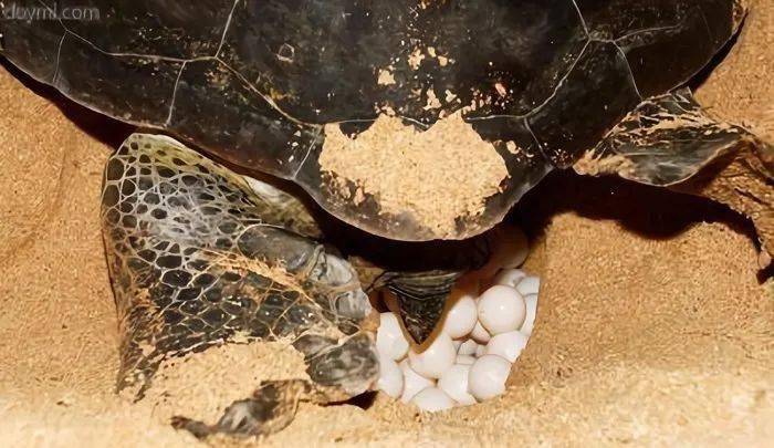 我的世界海龟蛋怎么孵化_海龟蛋孵化率_孵化蛋海龟世界怎么孵化