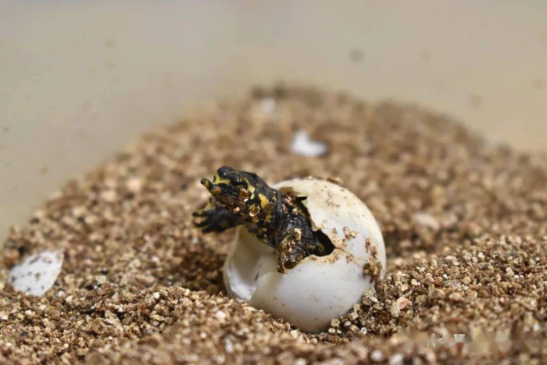 孵化蛋海龟世界怎么孵化_我的世界海龟蛋怎么孵化_海龟蛋孵化率
