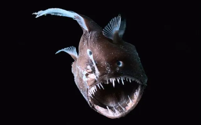 深海狮子鱼：魔鬼鱼的猎杀技巧