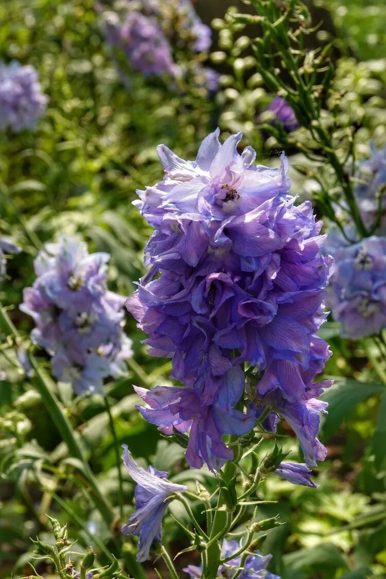 神秘优雅的紫萱草