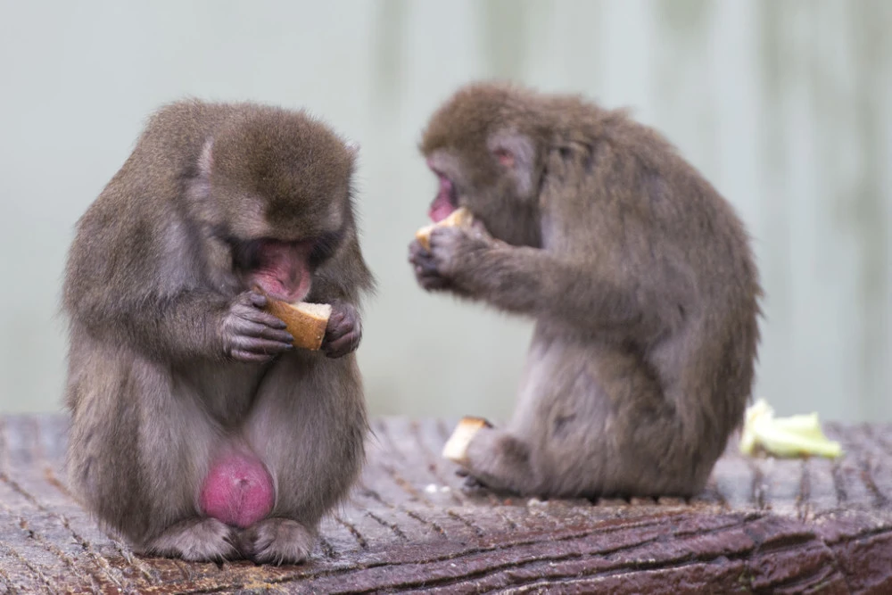 猴子保护区探秘：禁止喂食，我亲历的第二集