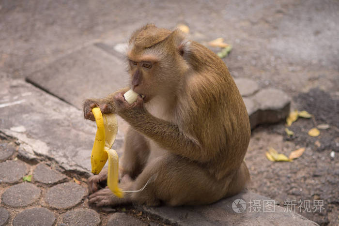 喂猴子吃东西视频_不要喂食猴子_猴子喂什么吃的