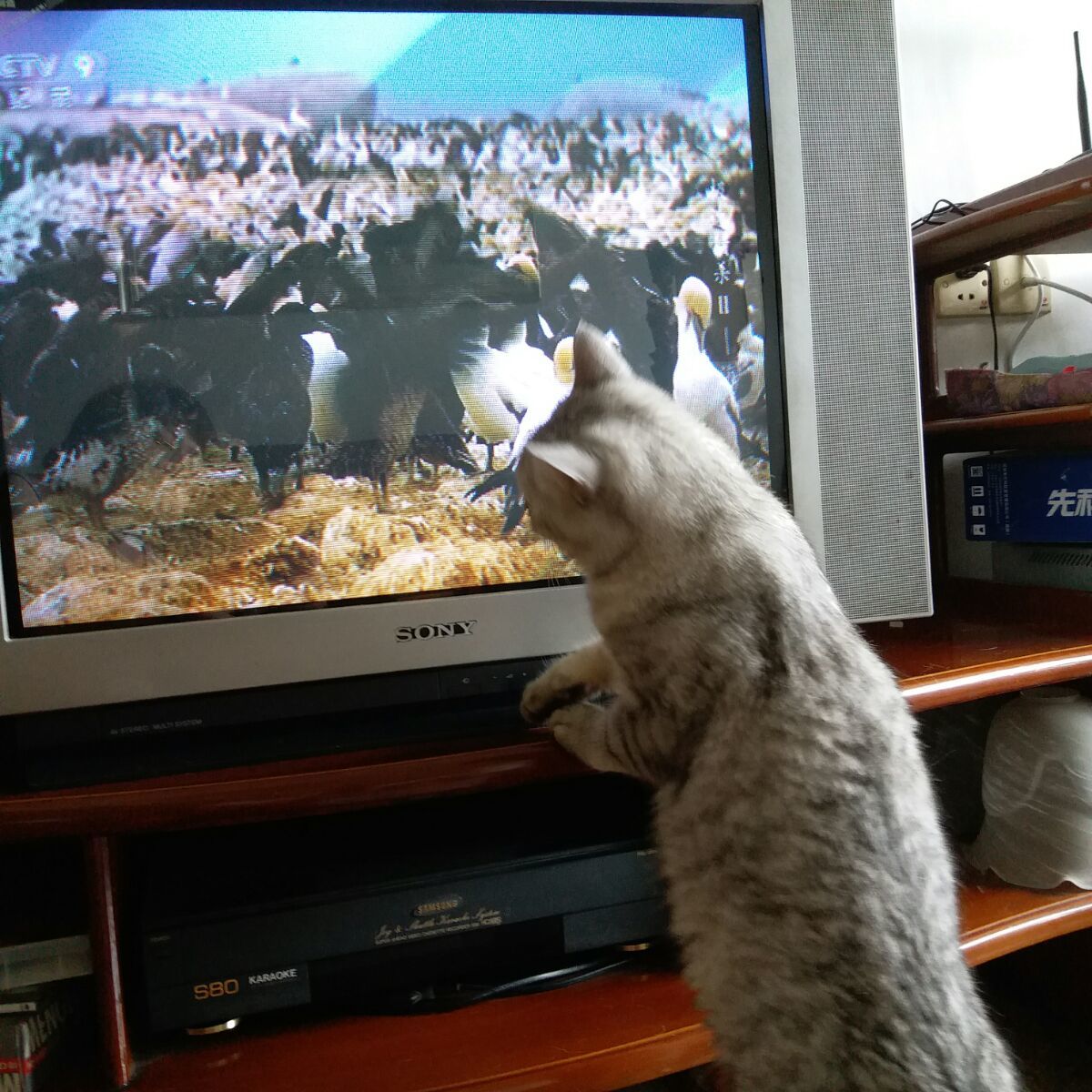 猫tv_猫tv最新配置接口10月_猫tv配置接口