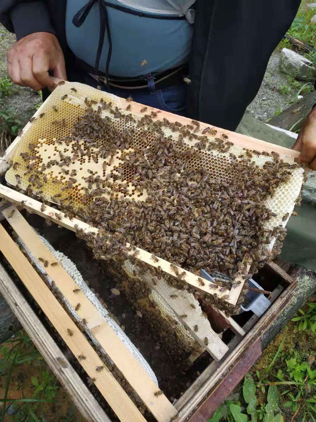 蜜蜂引入蜂箱怎么处理_蜜蜂引入蜂箱的方法_蜜蜂怎样引入蜂箱
