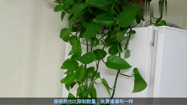 绿萝绿萝影视绿萝库绿萝mub_库鸟影视_优酷影视库有什么用