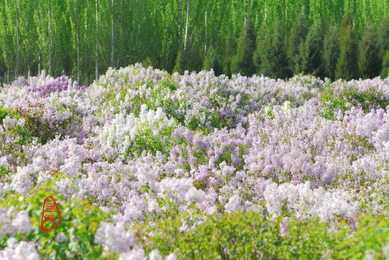 五月丁香花，我是花匠