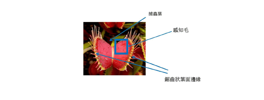 维纳斯陷阱_维纳斯的捕蝇陷阱_维纳斯的陷阱西瓜影