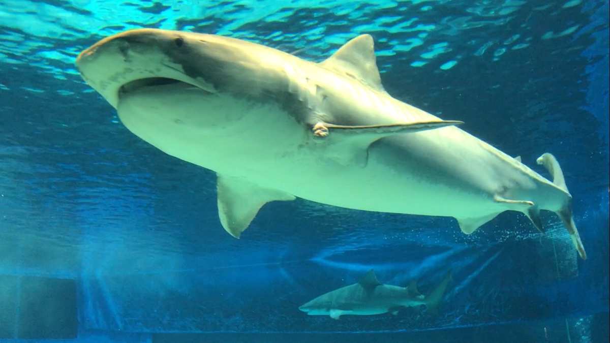 鲨鱼品种全揭秘，海洋中最神秘的生物之一