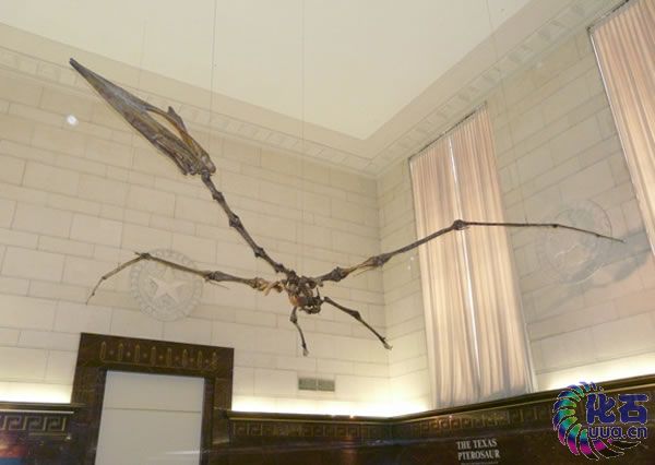 翼龙化石揭示：地球上最早的飞行动物一度在中国、巴西等地出现