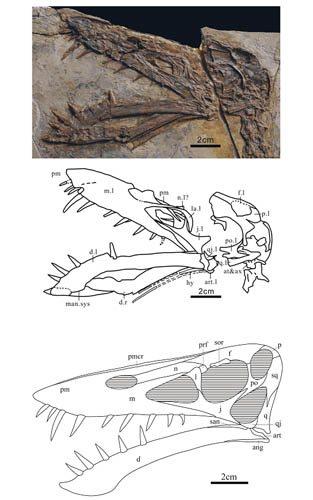 化石翼龙种族值_化石翼龙在哪里抓_化石翼龙