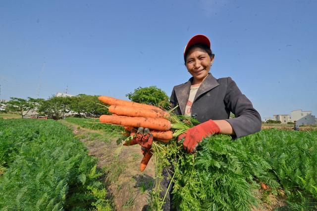 胡萝卜农场：种植技巧，培育茁壮品质优良种子