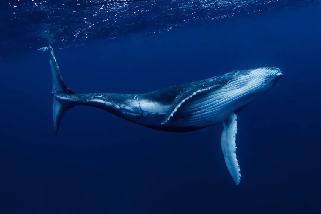吼鲸王和古空棘鱼在哪抓_吼鲸王进化_吼鲸王