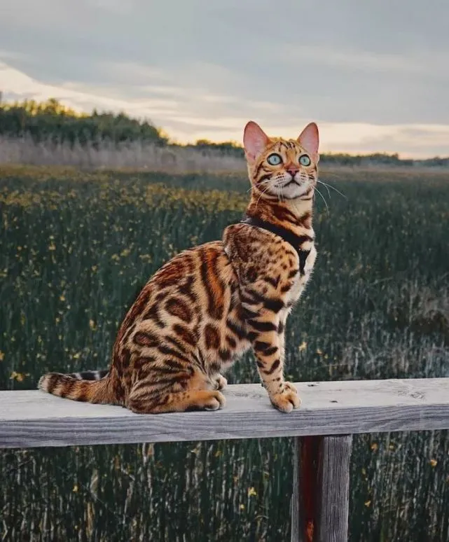 快猫记录世界：小猫咪的非凡能力惊艳全球