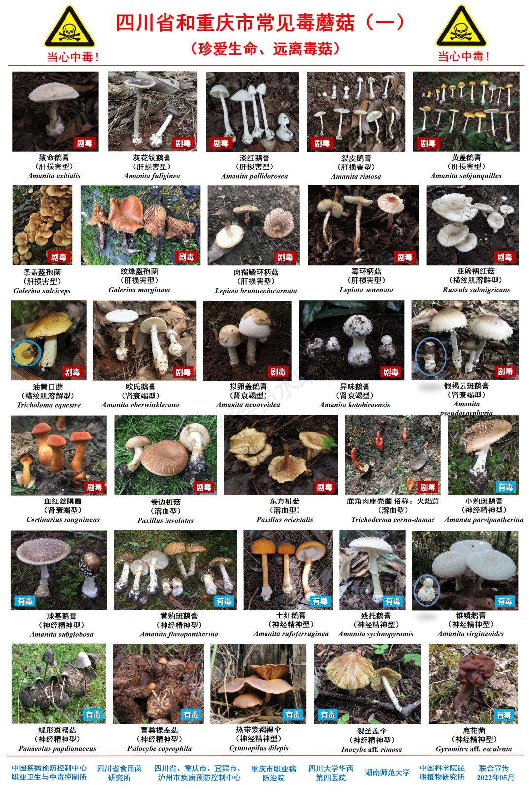 蘑菇图像识别_拍照识别蘑菇_蘑菇识别拍照软件下载