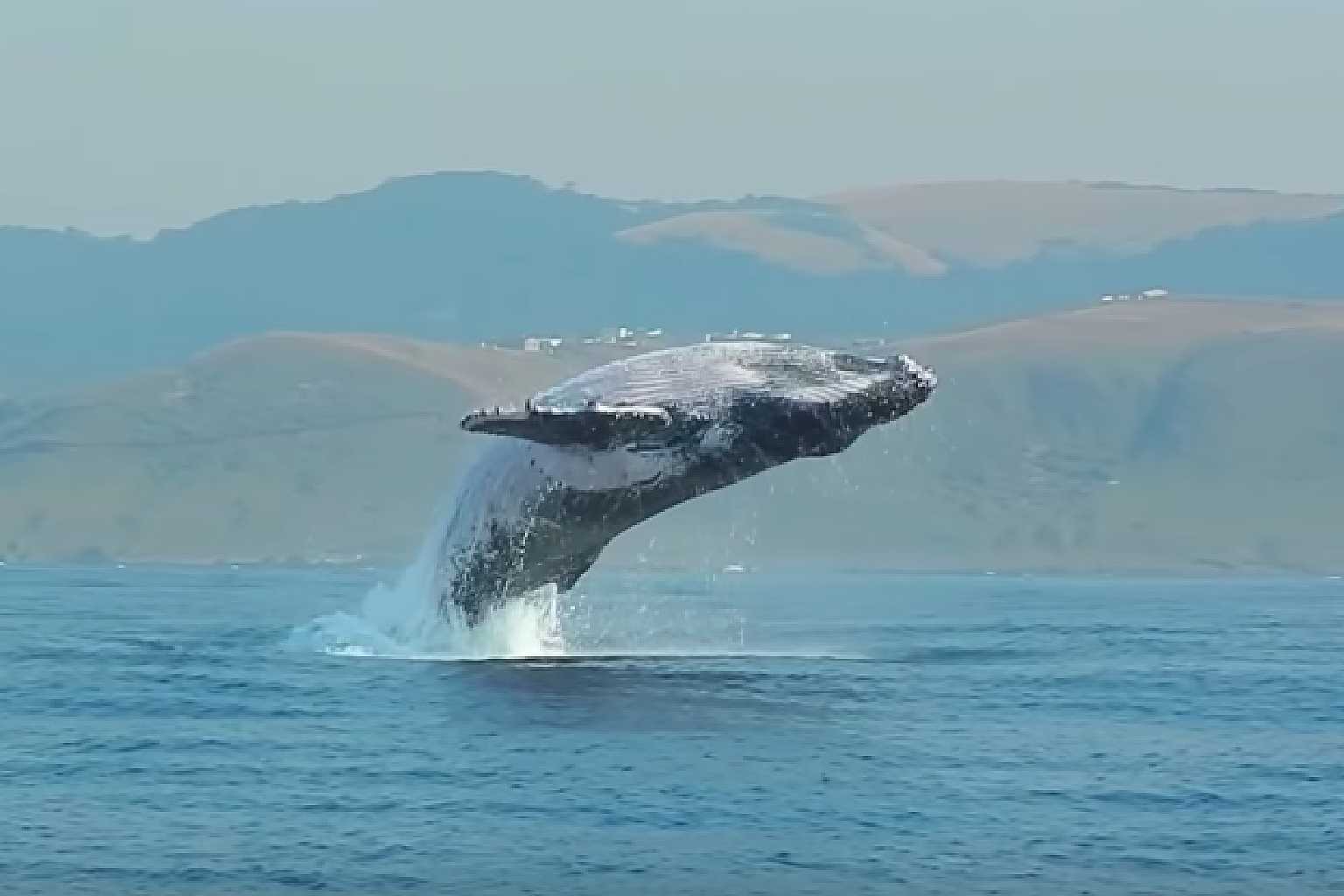 鲸之旅：探索海洋奇妙世界