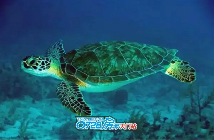 海龟甲壳_海为龟世界_我的世界海龟壳