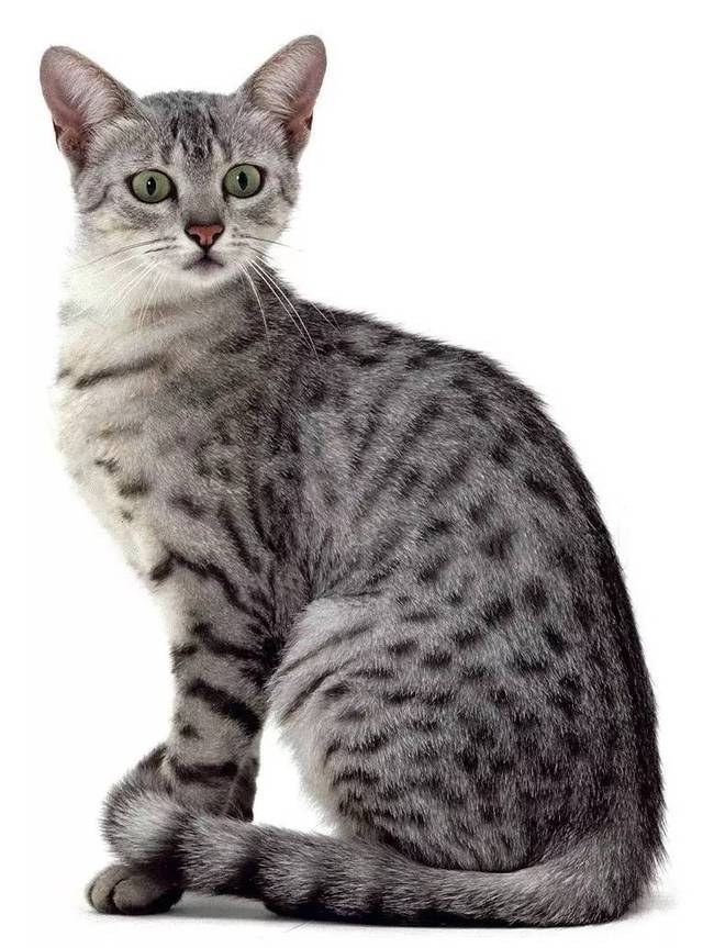 神秘独特的三角猫，动物世界中的感受奇妙