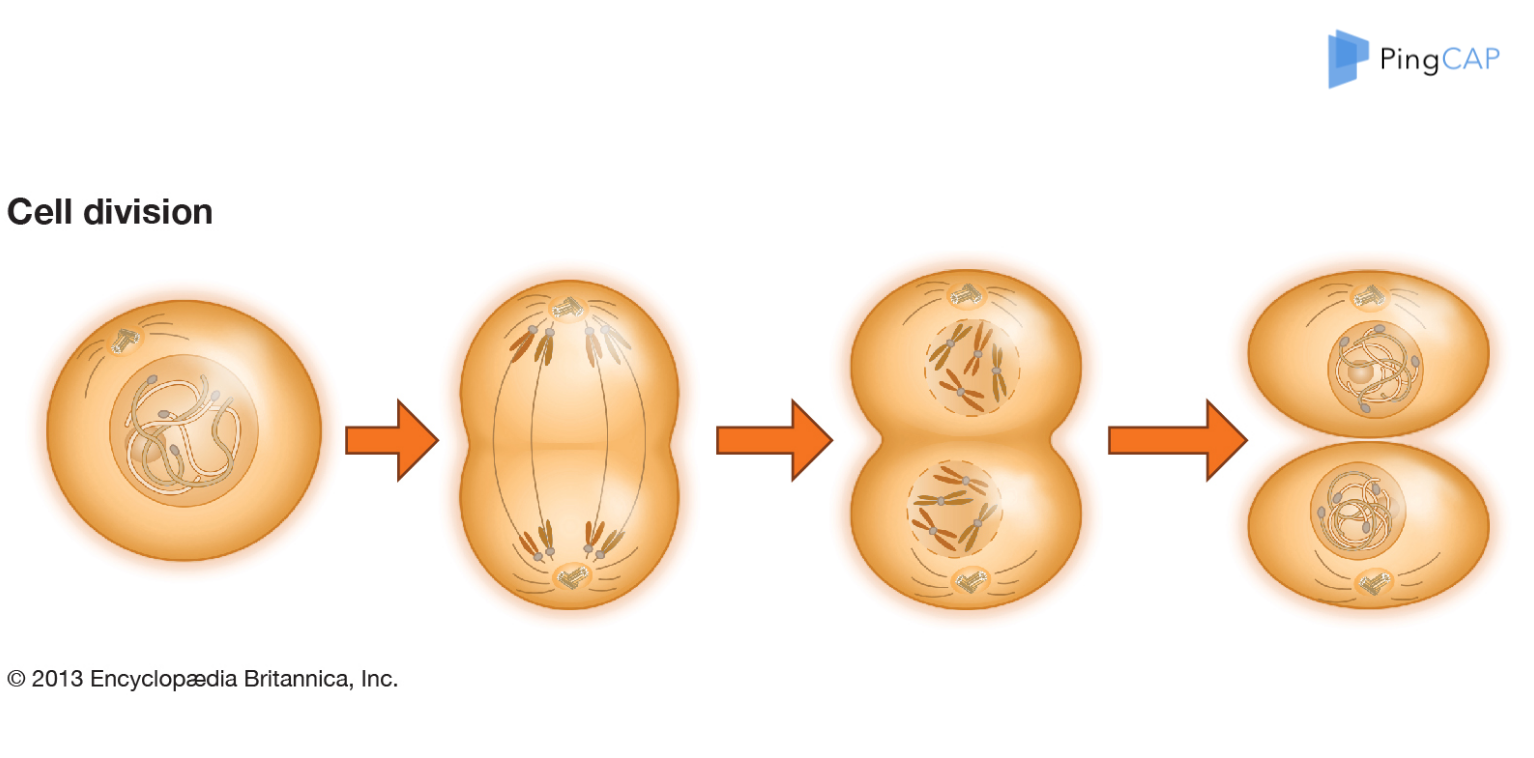 huvec细胞多长时间分裂_细胞分裂4_重生细胞