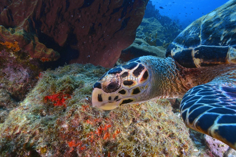 海龟的壳对海龟有什么作用_海龟的龟壳有什么用_海龟壳与乌龟壳的区别
