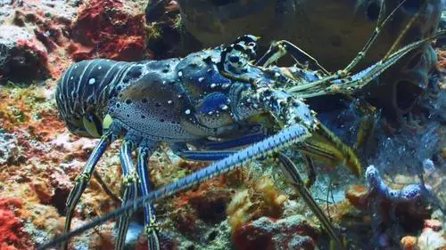 深海黑暗世界：惊现龙虾兽的神秘生物