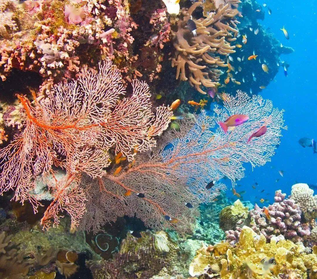 昆州：探秘全球最壮丽的珊瑚宝藏