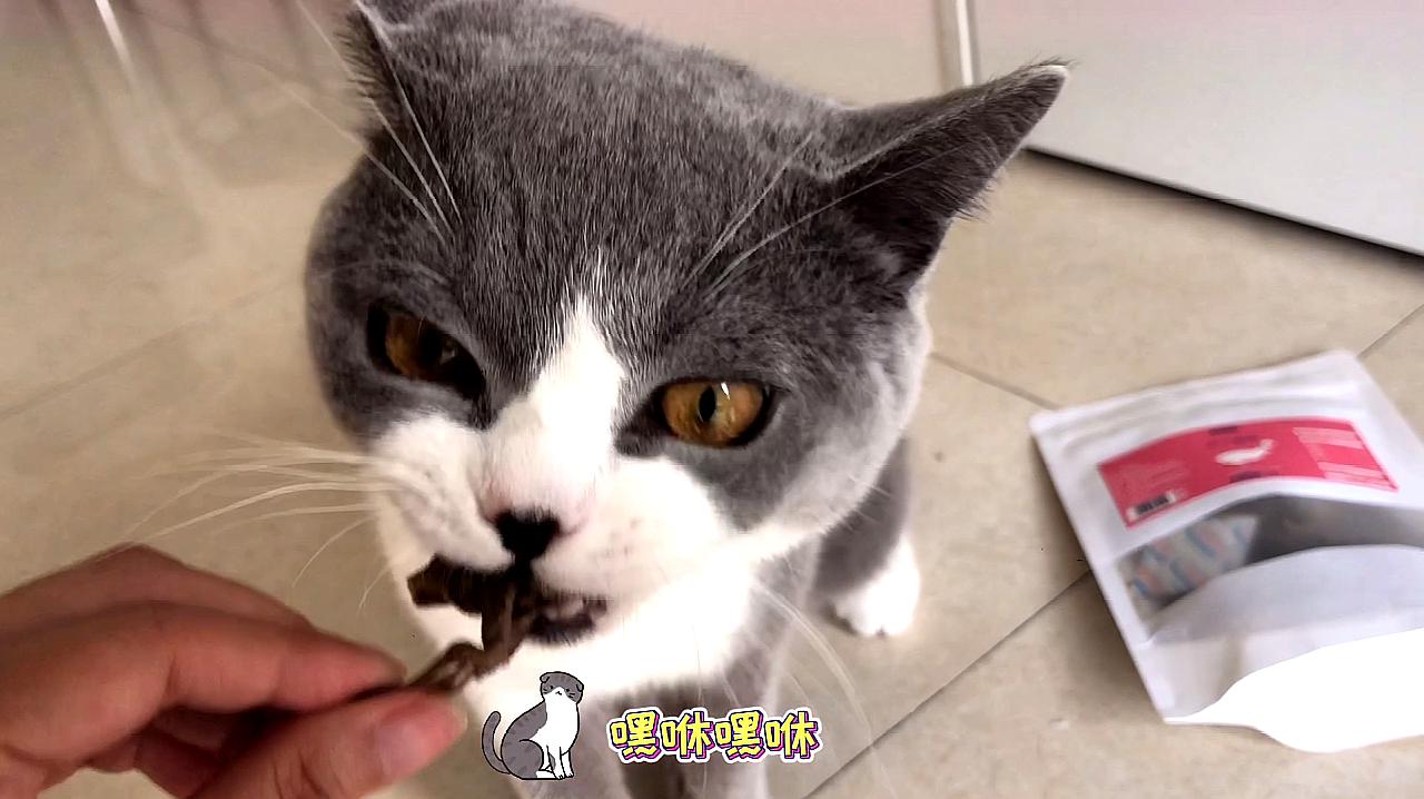 猫咪狂欢！第三届滨海国际微电影节即将开幕