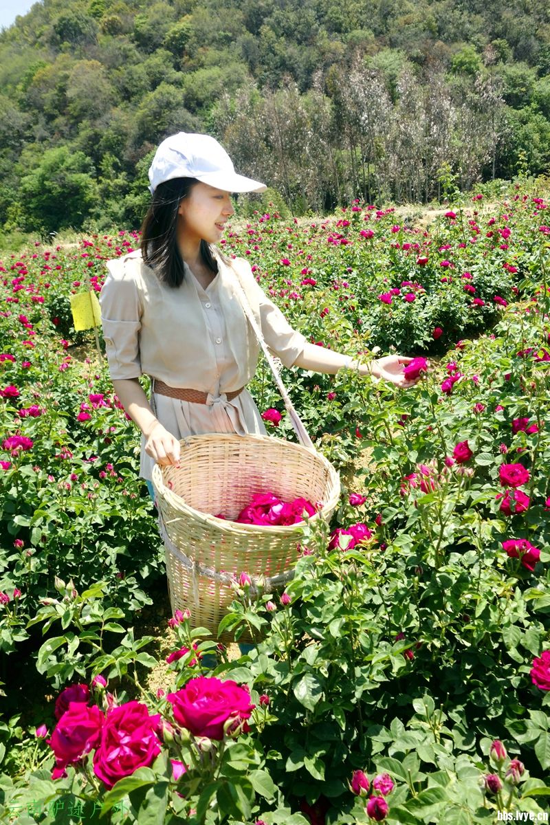 江湖风云：极品采花侠的无尽传奇