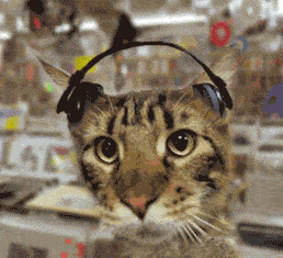 波波日-猫咪日常：懒洋洋生活、可爱小伙伴和神秘秘密